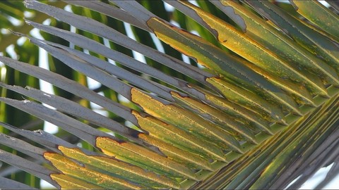 Gros plan sur une feuille de almier à Cuba